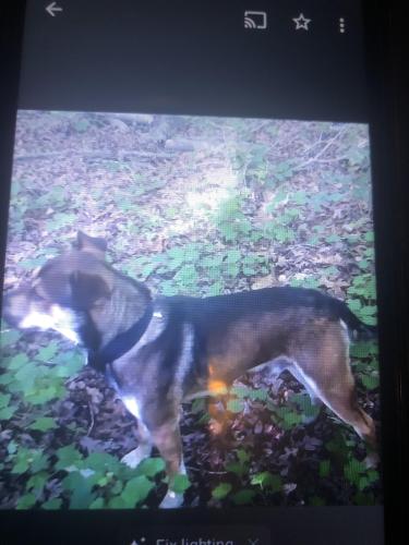 Lost Male Dog last seen Lake Lucas, Asheboro, NC 27350