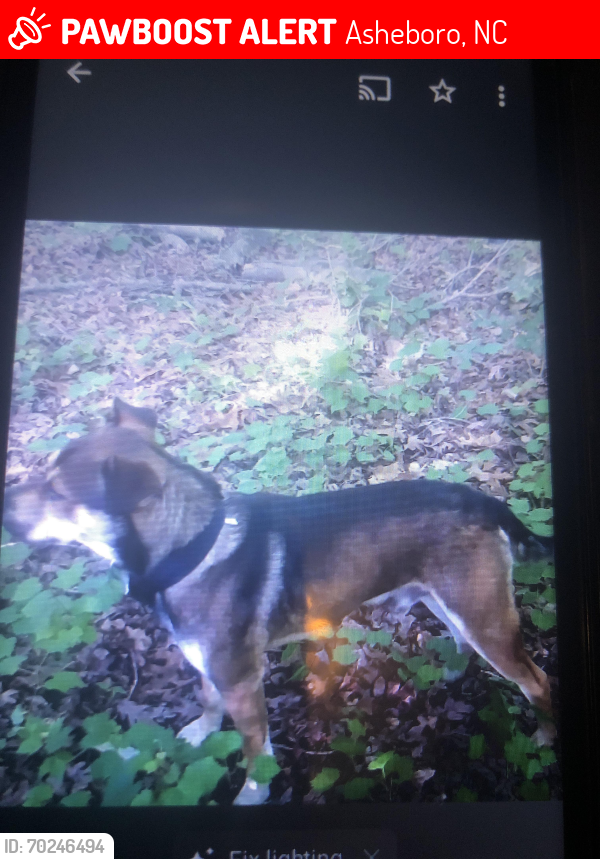 Lost Male Dog last seen Lake Lucas, Asheboro, NC 27350