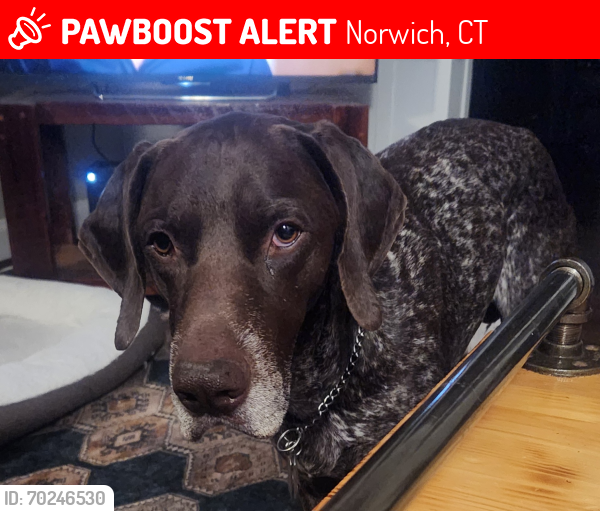 Lost Male Dog last seen Harland & Oxhill Rd, Norwich, CT 06360
