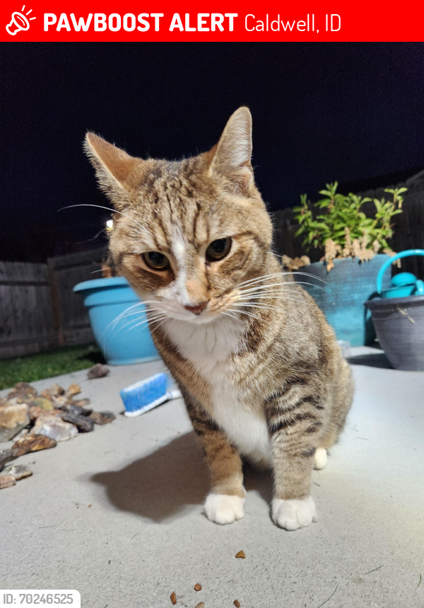 Lost Male Cat last seen Lake and Karcher, Caldwell, ID 83607