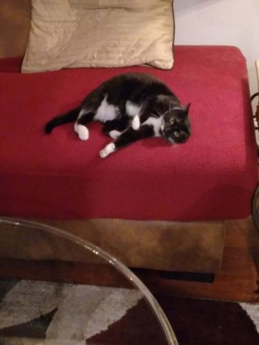 Lost Female Cat last seen Bakers lane and wells ave, Reno, NV 89501
