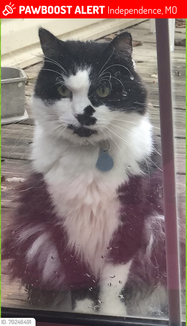 Lost Male Cat last seen Chrysler & 43rd St. , Independence, MO 64055