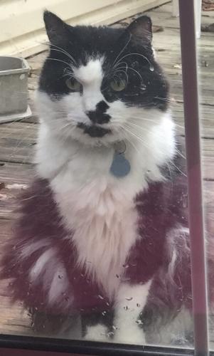 Lost Male Cat last seen Chrysler & 43rd St. , Independence, MO 64055