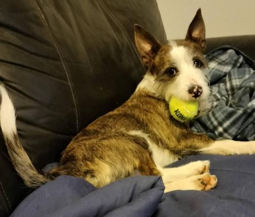 Lost Male Dog last seen Circle and Winnipeg, Colorado Springs, CO 80910