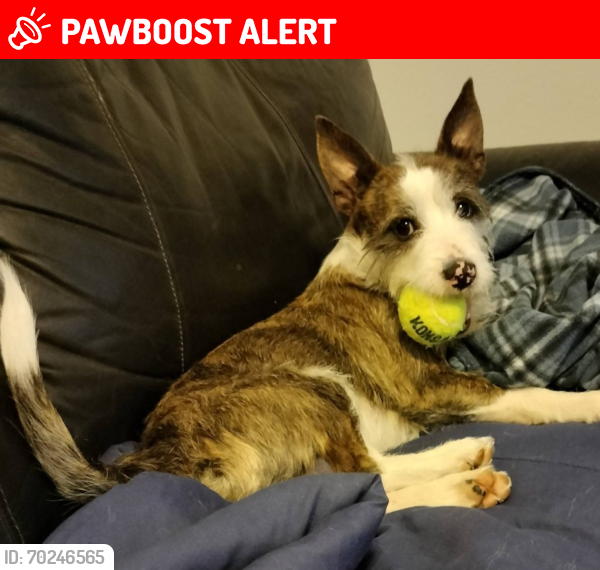 Lost Male Dog last seen Circle and Winnipeg, Colorado Springs, CO 80910