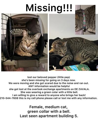 Lost Female Cat last seen De Zavala , San Antonio, TX 78249