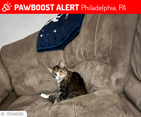 Lost Female Cat last seen Strahle and the Blvd, Philadelphia, PA 19152