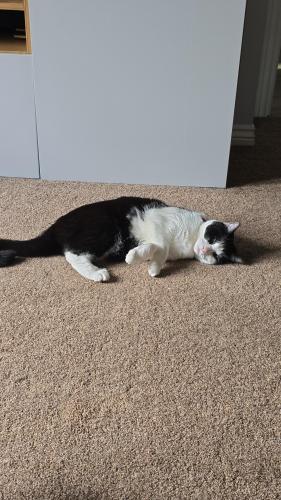 Lost Male Cat last seen Normandy drive, Yate, England BS37