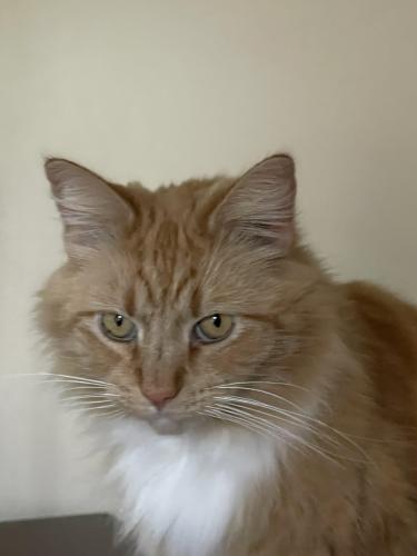 Lost Male Cat last seen Sequoia trail hill top, Leicester, NC 28748