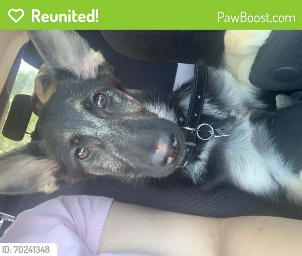 Reunited Female Dog last seen Powerinn and Folsom , Sacramento, CA 95828