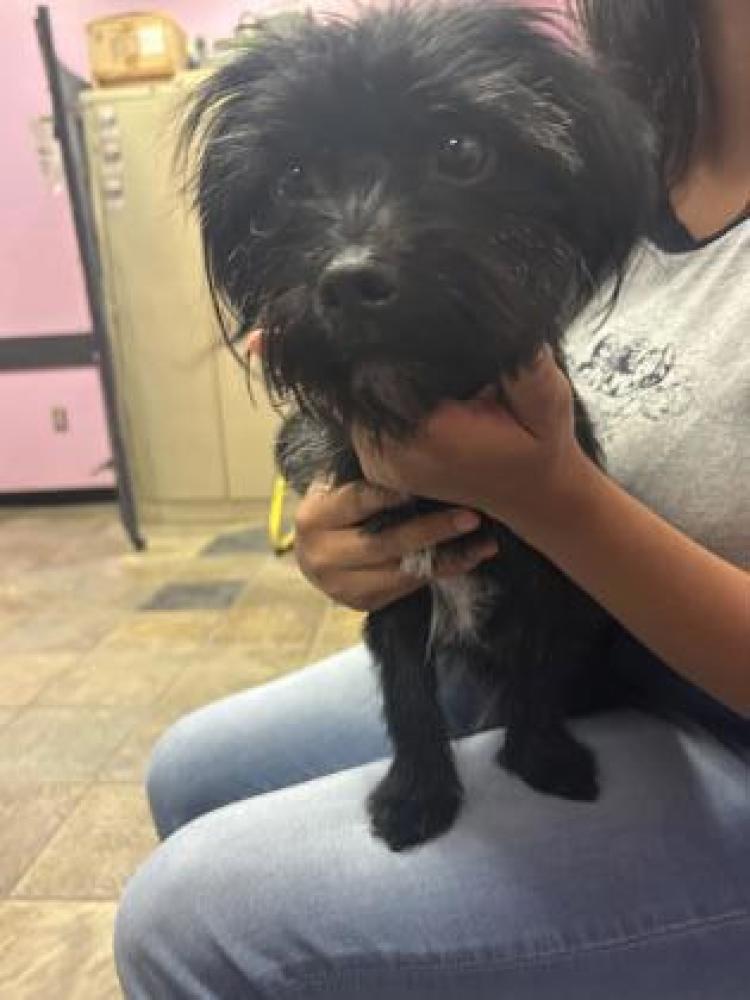 Shelter Stray Female Dog last seen Near montwood, CITY of El Paso, TX, Fort Bliss, TX 79906