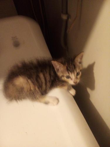 Lost Female Cat last seen Midway , Canton, OH 44705