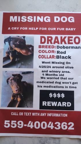 Lost Male Dog last seen Leisure and winery , Fresno, CA 93721