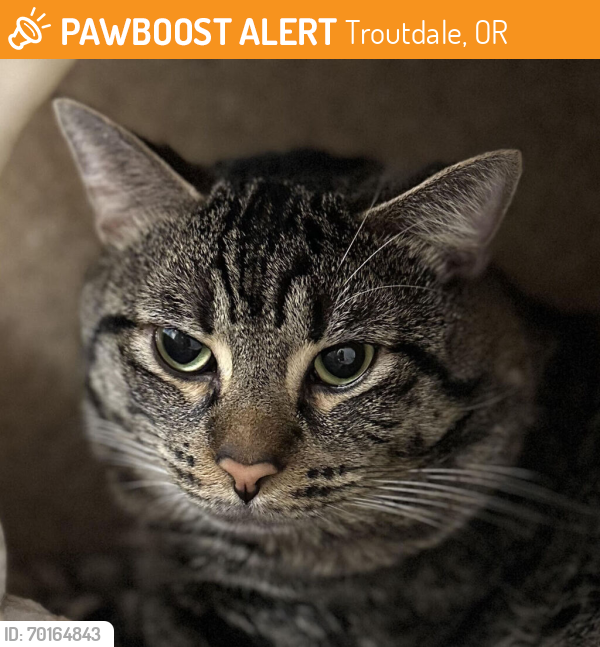 Shelter Stray Male Cat last seen E Powell/Ne Liberty Ave, GRESHAM, OR, 97030, Troutdale, OR 97060