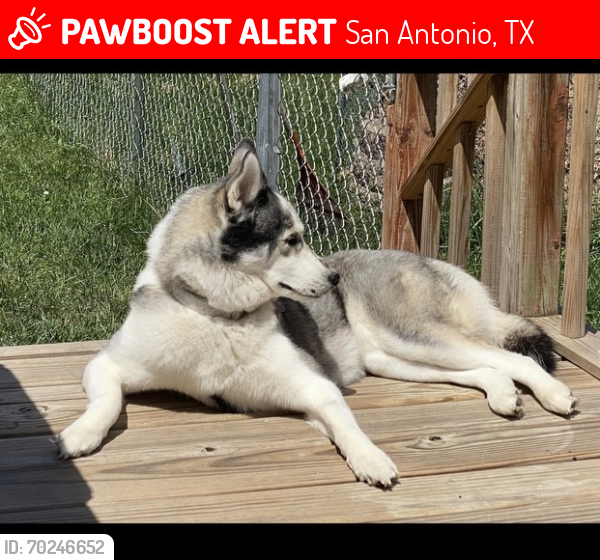 Lost Female Dog last seen NEAR HILLCREST DR, and QUILL DR AND EARLY TRAIL, San Antonio, TX 78228