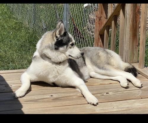 Lost Female Dog last seen NEAR HILLCREST DR, and QUILL DR AND EARLY TRAIL, San Antonio, TX 78228