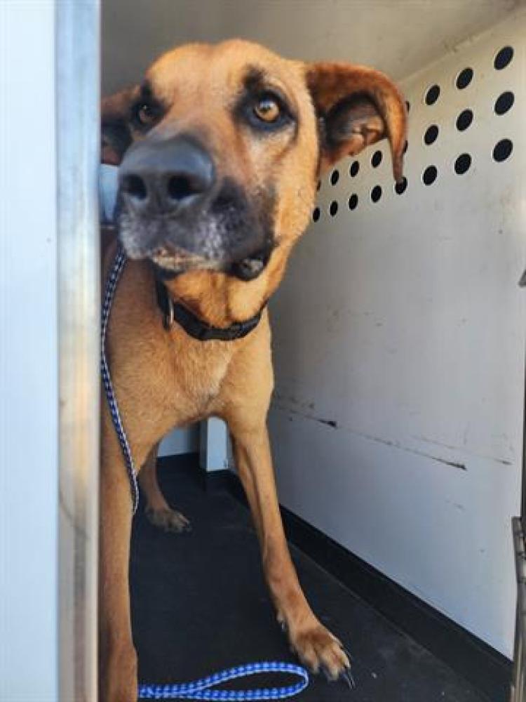 Shelter Stray Male Dog last seen Near BLOCK WOODARD RIDGE DR, BAKERSFIELD,CA, Bakersfield, CA 93307