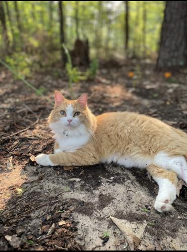 Lost Male Cat last seen Cr 2768, Mineola, TX 75773