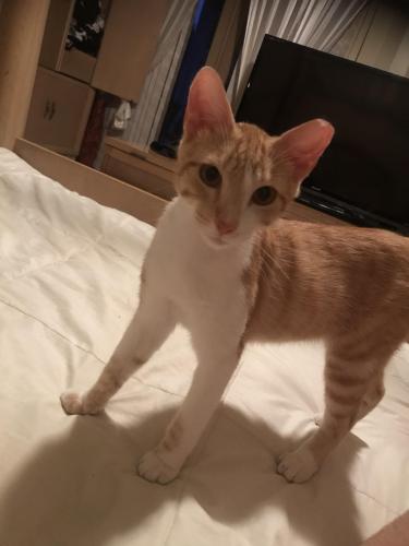 Lost Male Cat last seen Nw 66th ave and north of Holmberg , Parkland, FL 33067