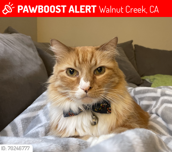 Lost Male Cat last seen Roble Road and Las Juntas Way, Walnut Creek, CA 94597