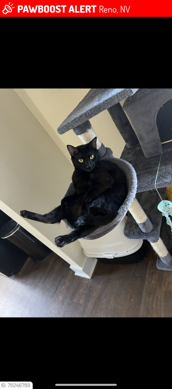 Lost Male Cat last seen Capitol Hill Ave and Broadway Blvd, Reno, NV 89502