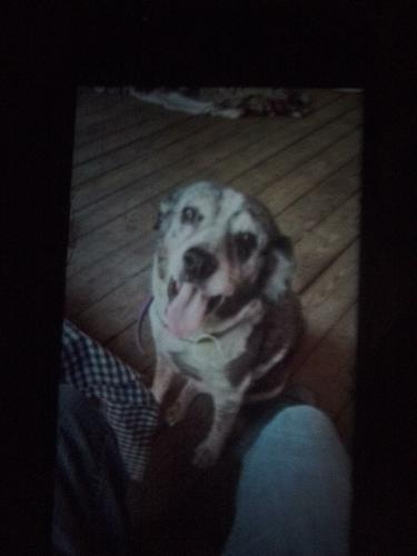 Lost Female Dog last seen Cold springs inn and the s station nearby, Coldspring, TX 77331