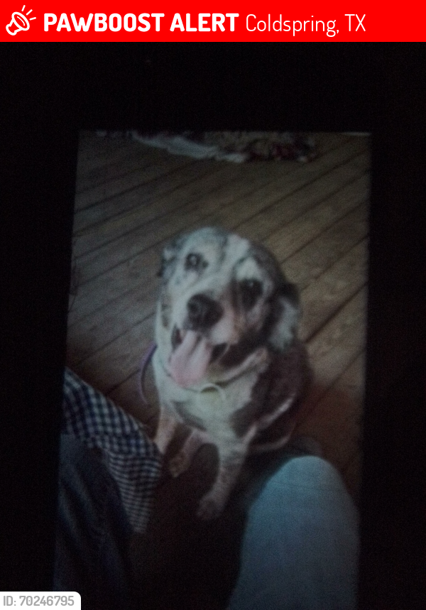 Lost Female Dog last seen Cold springs inn and the s station nearby, Coldspring, TX 77331