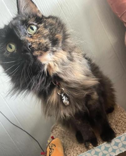 Lost Female Cat last seen Towards the alleyway between Perry Ave and N Amidon Ave, Wichita, KS 67203