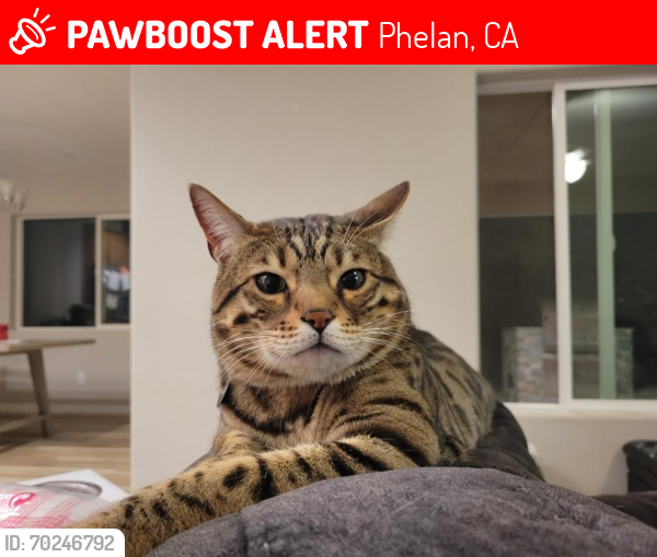 Lost Male Cat last seen Pionero Rd and Pinon Court, Phelan, CA 92371