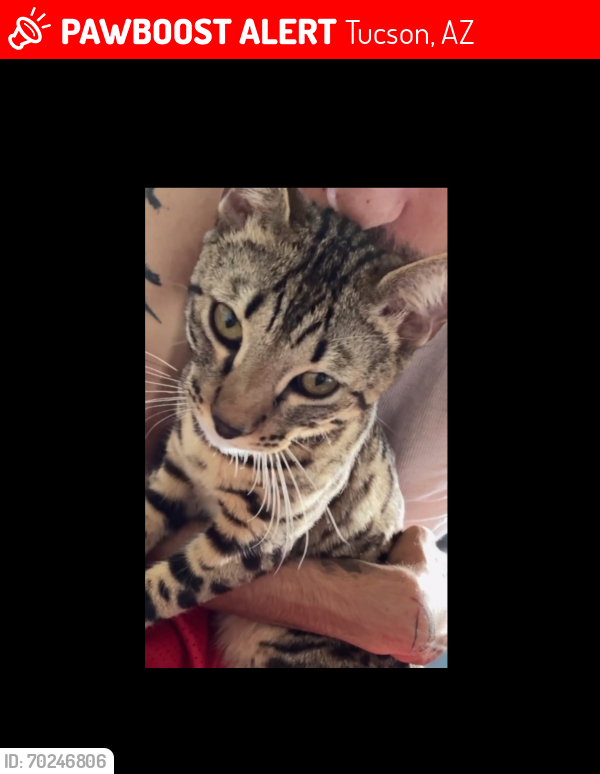 Lost Male Cat last seen Nexus Rd, Houghton , Tucson, AZ 85747