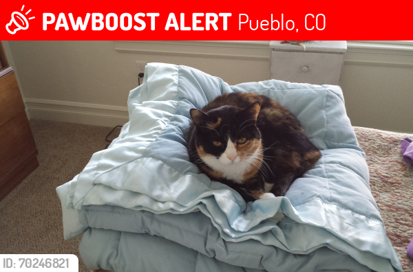 Lost Female Cat last seen Beulah & Saint Clair Ave, Pueblo, CO 81004