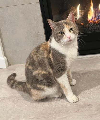 Lost Female Cat last seen Shayla st and Tia st in Aumsville, Marion County, OR 97325