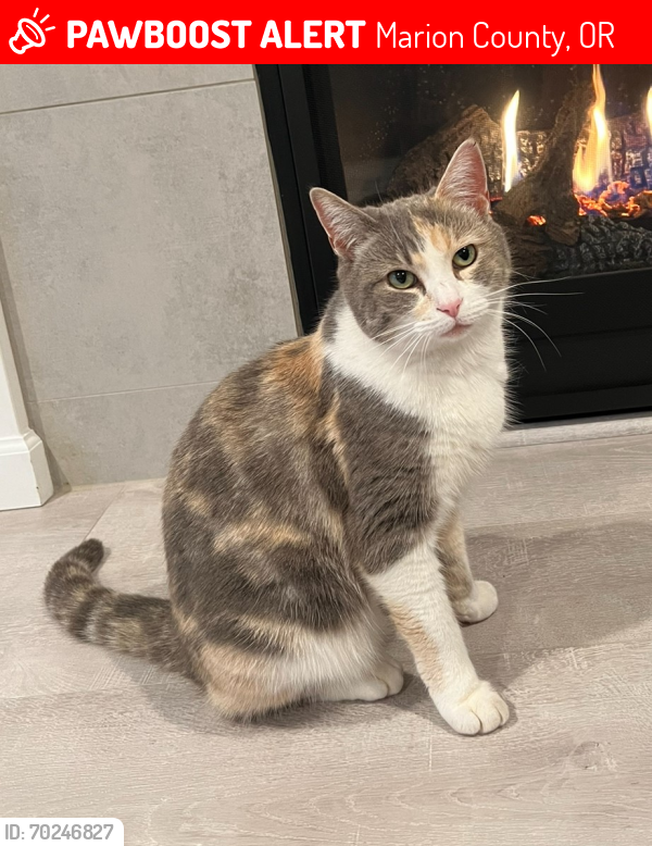 Lost Female Cat last seen Shayla st and Tia st in Aumsville, Marion County, OR 97325