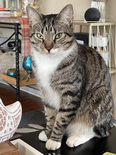 Lost Male Cat last seen Central and Bodger , El Monte, CA 91733