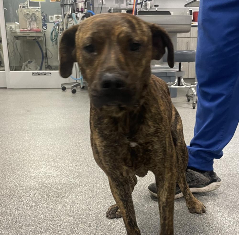 Shelter Stray Male Dog last seen Near Andrews Avenue, San Diego, CA, 92154, San Diego, CA 92110