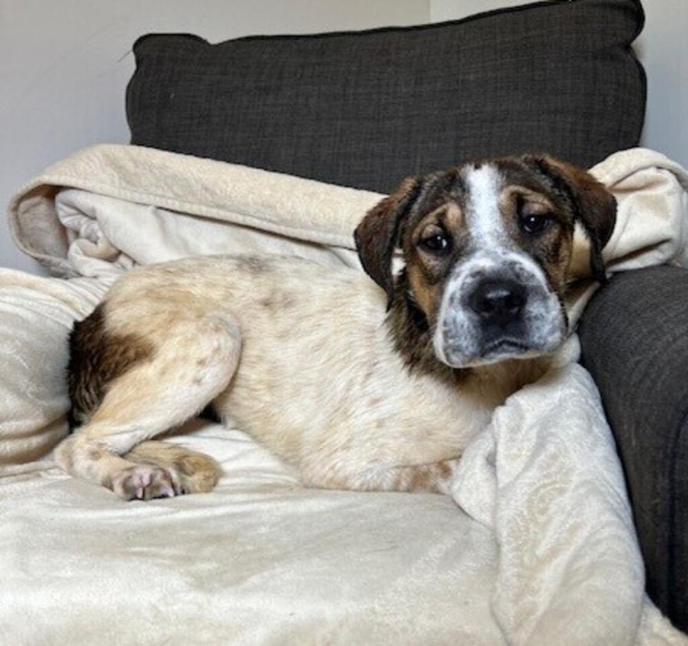 Shelter Stray Female Dog last seen Near Roy Guidry Road, YOUNGSVILLE, LA, 70592, Lafayette, LA 70507