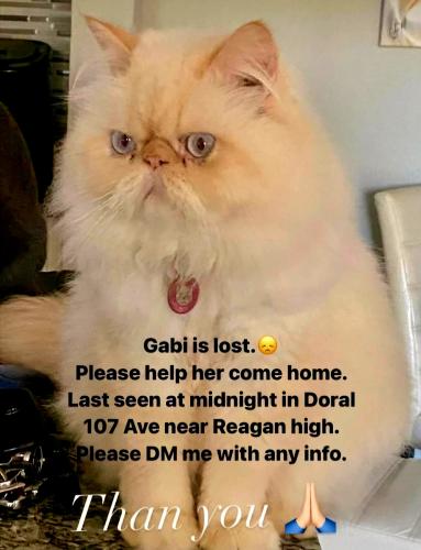 Lost Female Cat last seen Reagan highschool Doral Fl, Doral, FL 33178