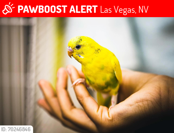 Lost Unknown Bird last seen N Durango and Farm in front of Lowe's, Las Vegas, NV 89143