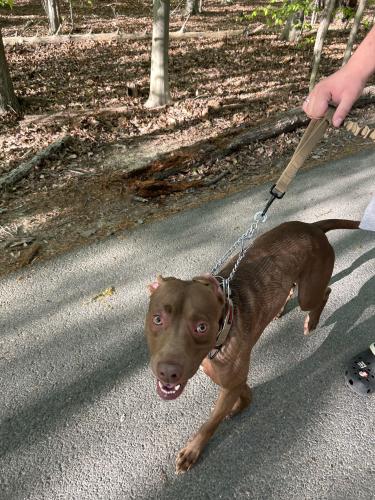Lost Male Dog last seen Accomac st , Springfield, VA 22151