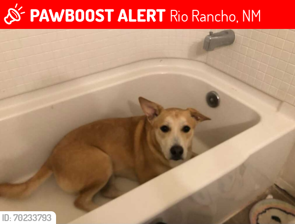 Lost Male Dog last seen Guinevere and rancher loop, Rio Rancho, NM 87144