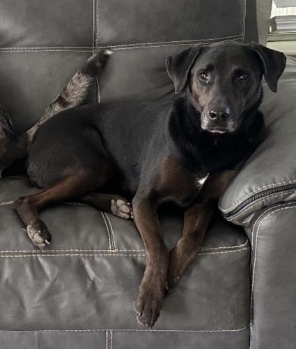 Lost Male Dog last seen Prairie Bird Dr. and Forestbrook, Spring, TX 77373