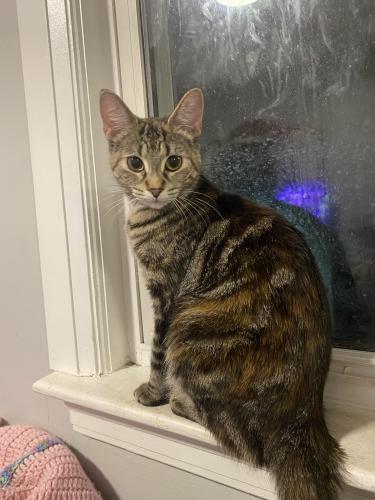 Lost Female Cat last seen By McDonald’s, St. Catharines, ON L2S 0B6