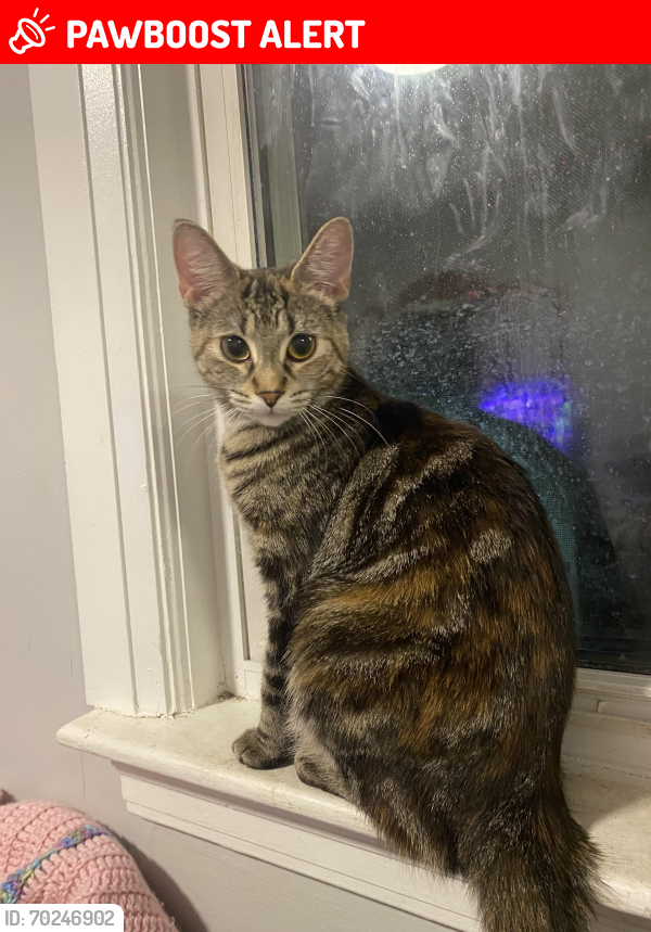 Lost Female Cat last seen By McDonald’s, St. Catharines, ON L2S 0B6