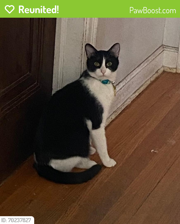 Reunited Male Cat last seen Near 16th Ave S and 50th St., Minneapolis, MN 55417