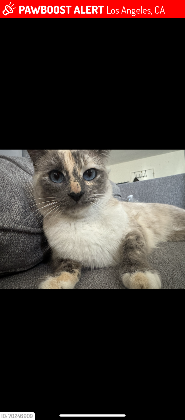 Lost Female Cat last seen Hobart and 4th St, Los Angeles, CA 90020