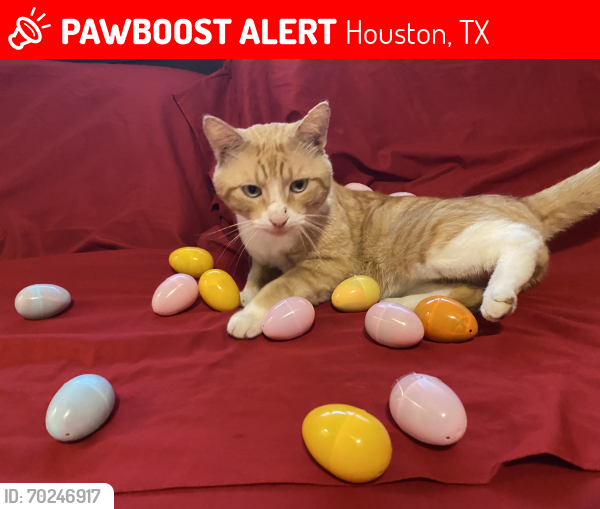 Lost Male Cat last seen Lemon tree ln, Houston, TX 77088