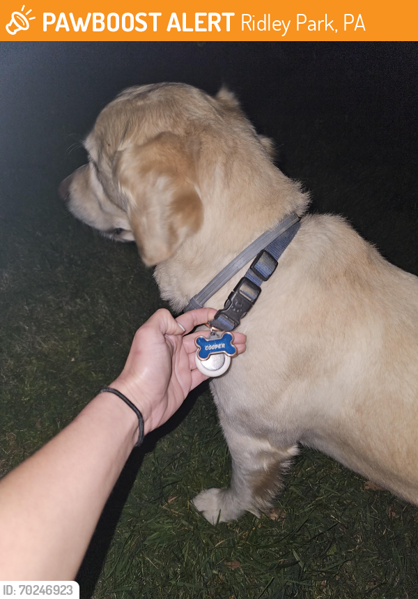 Ridley Park, PA Stray Male Dog Found Near Morton ave, Ridley park