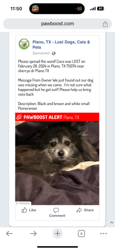 Lost Male Dog last seen 14th and Jupiter Plano Tx , Plano, TX 75074