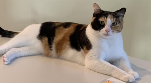 Lost Female Cat last seen Sandy Ridge Nature Preserve on 40th & 87th in Coral Springs, FL , Coral Springs, FL 33065