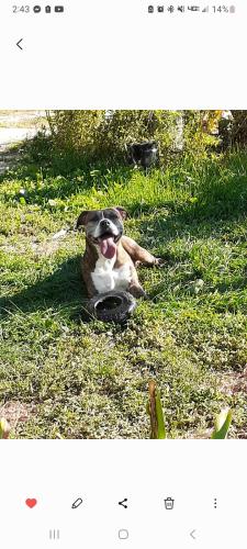 Lost Female Dog last seen Ceader Dr durant , Durant, OK 74701